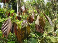 Image result for Agelaea pentagyna