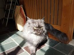 Find siberian in cats & kittens for rehoming | 🐱 find cats and kittens locally for sale or adoption in ontario : Rochester Ny Persian Meet Gabrielle A Pet For Adoption