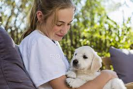 Explore 65 listings for kc golden retriever puppies at best prices. Teenage Girl Holding Golden Retriever Puppy One Person Pet Stock Photo 400654672