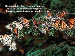 Estas Mariposas Te Daran Un Esperanzador Mensaje De Vida Beautiful Butterflies Cool Eyes Monarch Butterfly