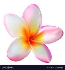 Image Result For Plumeria Plumeria Flowers Flower Drawing Plumeria