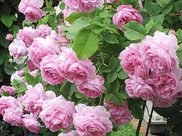Everyday low prices and amazing selection. Caring For Your Roses Stabroek News