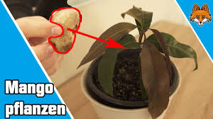Wie das klappt und was sie bei der pflege der pflanze beachten sollten, erfahren sie hier. Mango Pflanzen So Kannst Du Einen Mangobaum Selber Ziehen Youtube
