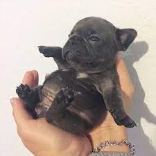 Pin On French Bulldogs