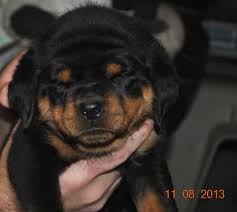 We need to rehome our rottweiler mix puppies. German Rottweiler Puppies For Sale In Uxbridge Massachusetts Classified Americanlisted Com