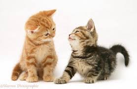 We did not find results for: Tabby Kittens Ginger And Tabby Kittens Tabby Cat Pictures Tabby Kitten Kittens Cutest