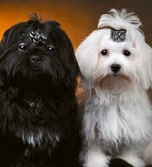 Check spelling or type a new query. Le Toilettage Canin Et Felin Est Notre Specialite Salon D Esthetique Canin Plus