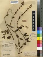 Image result for Stachys aculeolata