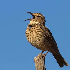 Brown Small Birds Of South Africa Agulhas Long Billed Lark Jpg 3543 3543 Bird Species Bird Small Birds