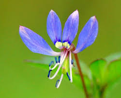 Image result for Cleome iberidella