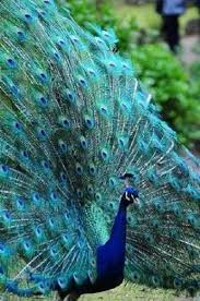 Colorful Bird With Big Feathers Pin By Annette Gongora On Peacock World Peacock Photos Pet Birds Colorful Birds