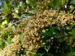 Image result for Dialium guineense