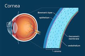 Image result for Cornea