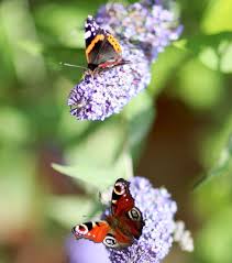 Mix 4 parts water to 1 part sugar, boil mixture just untill the sugar dissolves, then be increase your chances of the butterflies finding their offering by having flowers close by, or paint or tape colorful flowers (real or fake) to the plate or. Princess Charlotte Joins Big Butterfly Count Bbc News