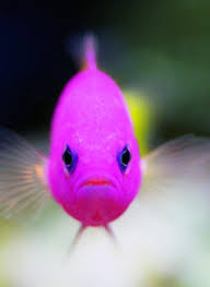 The Royal Dottyback Pretty But Potentially A Royal Pain