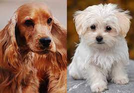 Make sure you understand and research all dog breeds you are looking to own before. Cocker Spaniel Maltese Mix Things To Know About Zooawesome