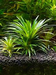 Image result for Syngonanthus