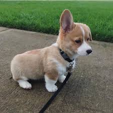 They're adorable dogs that exude royalty, a popular breed because of their darling looks. Corgi Puppies Adorable Corgi Puppies For Sale Near Me Facebook
