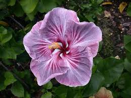 Image result for Hibiscus torrei