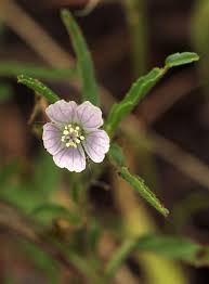 Image result for Monsonia angustifolia