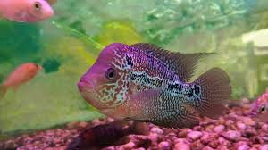 More than 77 dragon fish pet at pleasant prices up to 33 usd fast and free worldwide shipping! Dubai Fish Store Dragon Mart Youtube