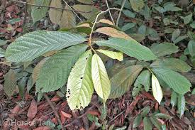 Image result for Rinorea