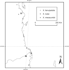 Image result for Warneckea cordiformis