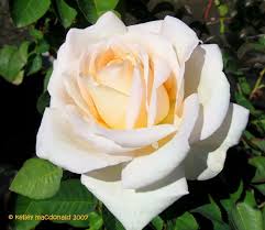 Jardins De Bagatelle Hybrid Tea Rose With A Heavenly Fragrance It Was At The Russian River Rose Co But I Have Been Unable Hybrid Tea Roses Tea Roses Rose