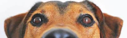 Dogs should not eat the orange's peel, the white film on the orange's flesh or any other plant part. Can Dogs Eat Oranges Pet Insurance Quotes