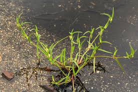 Image result for Commelina subulata