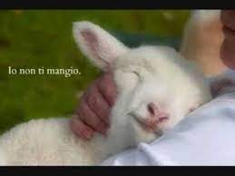 L'agnello, per la religione cristiana e ancor prima per quella ebraica, è il simbolo di sacrificio per eccellenza. Perche A Pasqua Non Si Mangia Un Agnello Siracusa Times