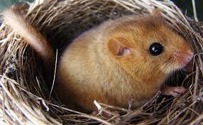 images?q=tbn:ANd9GcQKs7purZizRSGze112jWhXAurynxpES6cixYN92GdqD5kNvQcsRSYzS081