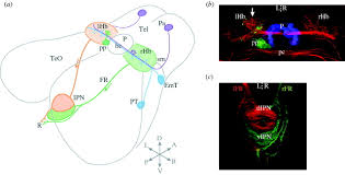 Relay nuclei have very distinct inputs and outputs. The Habenular Nuclei A Conserved Asymmetric Relay Station In The Vertebrate Brain Philosophical Transactions Of The Royal Society B Biological Sciences