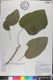 Image result for Ficus trichopoda