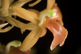 Image result for Liparis mulindana