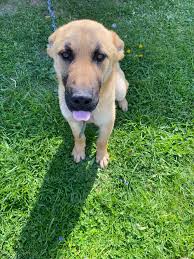 Hello all, I have a question about teeks. It is teek time in Portugal and  our GSD long hair brought already some teeks inside the house. We are  leaving outdoors and she