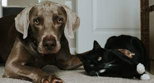 We did not find results for: Pet Sitting Insurance Pet Business Insurance Buy Online