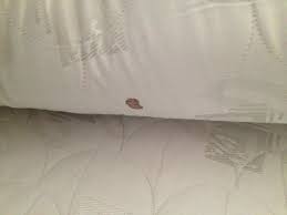Warte also nicht mit dem reinigen deiner matratze, bis das blut eingetrocknet ist, sondern mach dich sofort daran. Blutfleck Auf Matratze Bild Von Hotel Amstelzicht Amsterdam Tripadvisor