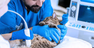 5 Benefits of Choosing an Independent Veterinary Clinic for Your Pet's Care  – PetLife Animal Hospital