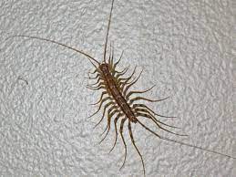 They are widely distributed throughout most of united states and the world. House Centipede Hgtv