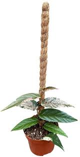 Image result for Fuirena sagittata