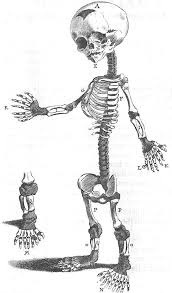 I mean this guy is perfect in all the right ways! Frederik Ruysch 1638 1731 Historical Perspective And Contemporary Analysis Of His Teratological Legacy Boer 2017 American Journal Of Medical Genetics Part A Wiley Online Library