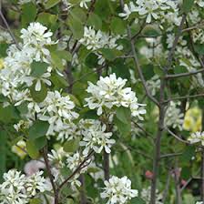 Image result for Amelanchier ovalis