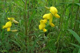 Image result for Crotalaria juncea