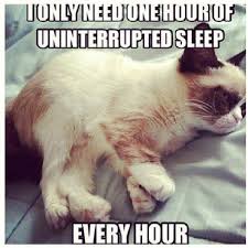 Hilarious Grumpy Cat Funny Grumpy Cat Grumpy Cat Jokes For More Funny Photos And Humor Quotes Visit Www Funny Grumpy Cat Memes Grumpy Cat Humor Cat Jokes