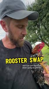 Swapping Roosters in Indio Gigante Flock