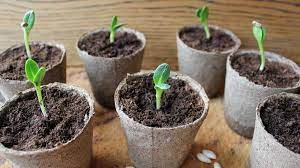 Alibaba.com offers 20,653 indoor flower seeds products. Best 20 Indoor Office Plants Small Business Trends