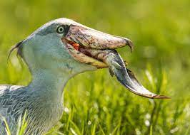 38 Shoebill Stork Facts (Yes, They're Real!) Balaeniceps rex |  JustBirding.com