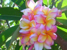 Pin On Plumeria