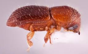 Image result for Pachylobus osika